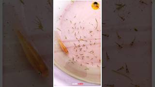 First Time In தமிழ் | Molly Fish Laying 85 Fry's is 1Sce 💥🤩