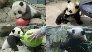 DC's baby panda Xiao Qi Ji turned 5 months old in January | AFP