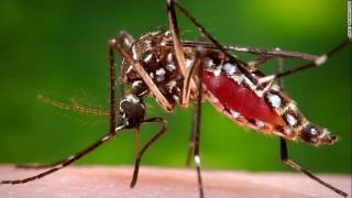 ### Dengue Virus. All You Need To Know ###