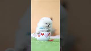 Fluffy Pomeranians Being CUTE | cute and funny dogs | #shorts