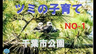 ツミの子育て No 1 千葉市公園