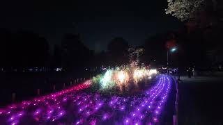 小金井公園ナイトパーク ワンダー 2024.12.01 #illumination #park