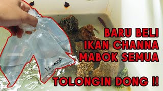 Beli 4 ikan channa, wah mabok semua gini !