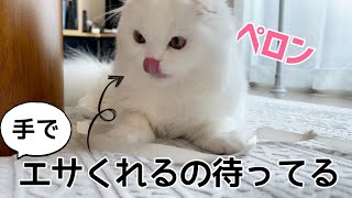 飼い主の手からカリカリを食べる甘えんぼ子ねこ。【スコティッシュフォールド】