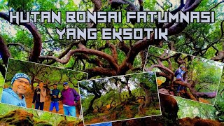 Hutan Bonsai Fatumnasi yang Eksotik