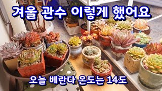 다육 겨울관수 영하 날씨에 괜찮을까요?#다육겨울관수#다육물주기