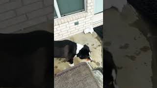 My 3 dogs get outdoor time underneath a balcony. When it rains.