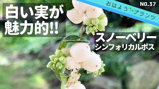 【９月の庭植物】スノーベリー⛄️大きな白い実が魅力的！NO.37／2022.9.9撮影