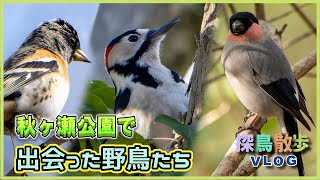 【探鳥散歩 VLOG】2024年1月下旬 秋ヶ瀬公園で出会った野鳥たち