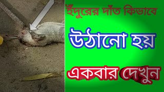 ইঁদুরের দাঁত কিভাবে উঠানো হয় একবার দেখুন কৃষি কথা Krishi Katha