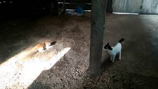 Playtube Pk Ultimate Video Sharing Website