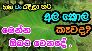 අල කොල කාපු අයට / Ala Kola /Oganic food