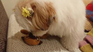 シーズー犬もぐ☆お気に入りの壊れたおもちゃと遊ぶもぐ---Mogu the shihtzu☆playing with her favorite broken toy