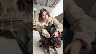 毛孩子真争气，打疫苗一声不吭#罗威纳 #护卫犬 #萌宠