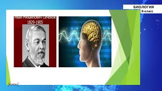 8-класс | Биология | Нерв системасы, анын түзүлүшү жана аткарган кызматы