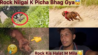 Rock Nilgai K Picha Chala Gya😱|| Raat Ko Rock Gayab Hogya😢Bhot Muskil Sa Mila