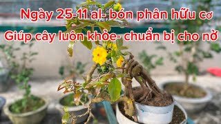 Ngày 25-10al - bón phân hữu cơ giúp mai luôn khỏe - tạo tiền đề để nở hoa