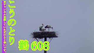 こうのとり、20 08 0608　こうのとりすくすく子育て家族（Stork）