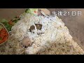 ゴールデンハムスター　生後11日目～生後24日目