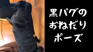 ダイエット中でもちょっぴり柿を食べる黒パグ!!A black pug that eats a little persimmon even on a diet