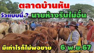 6 พ.ย.67 ตลาดบ้านหัน มหาสารคาม วัวแบบนี้ นายห้างรับไม่อั้น