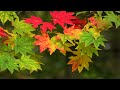 紅葉の戸隠鏡池2014・4k撮影