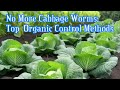 No More Cabbage Worms Top Control Methods