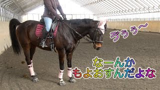 あーこっこ乗馬日記〜乗馬はコツコツ、地道なルーティンワークだぜ