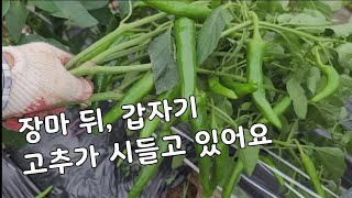 장마뒤, 주말농장 고추 역병/풋마름병 방제는 이렇게!!