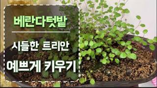 트리안 싱싱하고 예쁘게 키우기 Growing Plants Easily