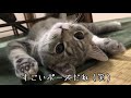 すごい格好で寝落ちしちゃう子猫がかわいい【スコティッシュフォールド】