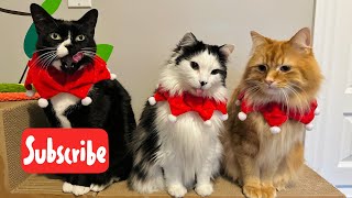 Sunday Fluff - Live stream