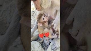 khamoshi h ek bajah ❤️🐒#monkey #bandar #monkeyvideo 0156