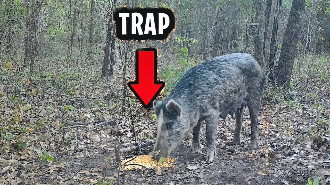 Primitive Pig Trap That Works Survival Youtube