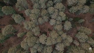 Picking of cedar cones. Siberian pine