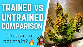 Should you train Autoflowers? | Trained vs Un-trained Autoflowers |  CANNABONSAI Marijuana Bonsai