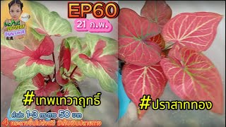 EP60  กระถาง 5.5 นิ้ว🌸21 ก.พ. 68 🌸 #เทพเทวฤทธิ์  #ปราสาททอง  โทร./ไลน์ 0876115169