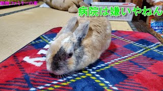 速報：うさぎマルチ体調不良【動物ファミリーの家】