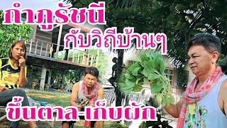 กำภูรัชนีวิถีชาวบ้านๆ ขึ้นตาลเก็บผักจิ้มน้ำพริก#บ้านสวนกำภูEp1063