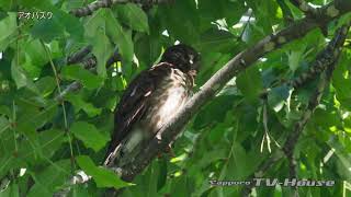 アオバズク Brown hawk-owl 4K(UHD)