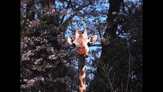 羽村動物園の紹介ビデオ   SD 480p