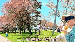 【しずない桜まつり】新ひだか町「二十間道路の桜並木」でお花見してきました🌸