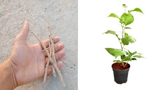 How to grow belpatra plant from cuttings। बेलपत्र का पौधा कैसे उगाए।