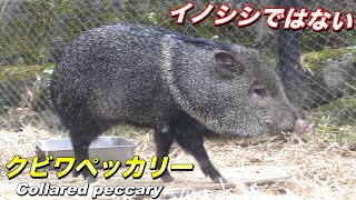 【似てる動物】ペッカリー（クビワペッカリー）の生態〜「イノシシ（猪）」に似て異なるアメリカの野生動物〜