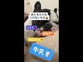 犬に与えていけないもの shorts フレブル 犬のいる生活