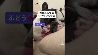 犬に与えていけないもの#shorts #フレブル #犬のいる生活