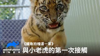 與小老虎的初次見面｜動物星球頻道