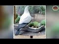 आखिर यो कस्तो परेवा हो rare u0026 beautiful pigeons birds amazing pigeon bird part 6