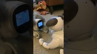 #Shorts KEYi  Technology Your Loona Petbot Robotic Pet Loona shows Scout #loona #robot #robots