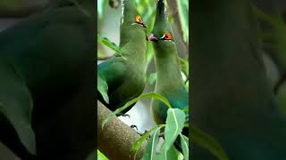 Turaco Bird||Beautiful Moment Of Turaco Bird||Sharing Good Time Of The Life||#shorts #turaco #love